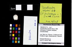 Foto (Objekt + Etikett) von Goniodromites polyodon (Reuss, 1858)  (NHMW-GEO-1990-0041-2714)